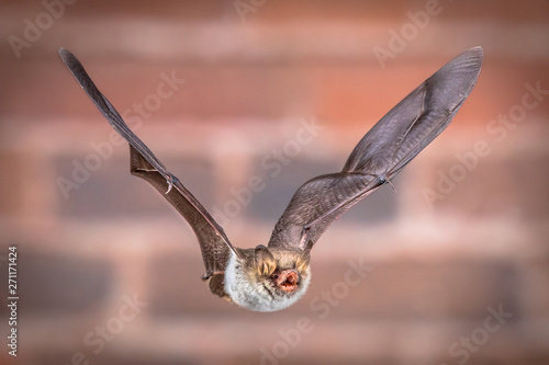 Flying Natterers bat isolated on brick background