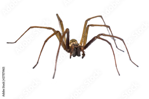 Giant house spider frontal isolated on white background