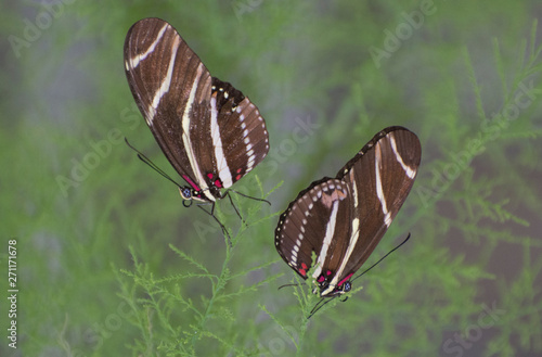 Butterfly 2019-30 / Two Hewitson's Longwing (Heliconius hewitsonii) photo