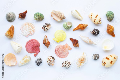 Composition of exotic sea shells on white