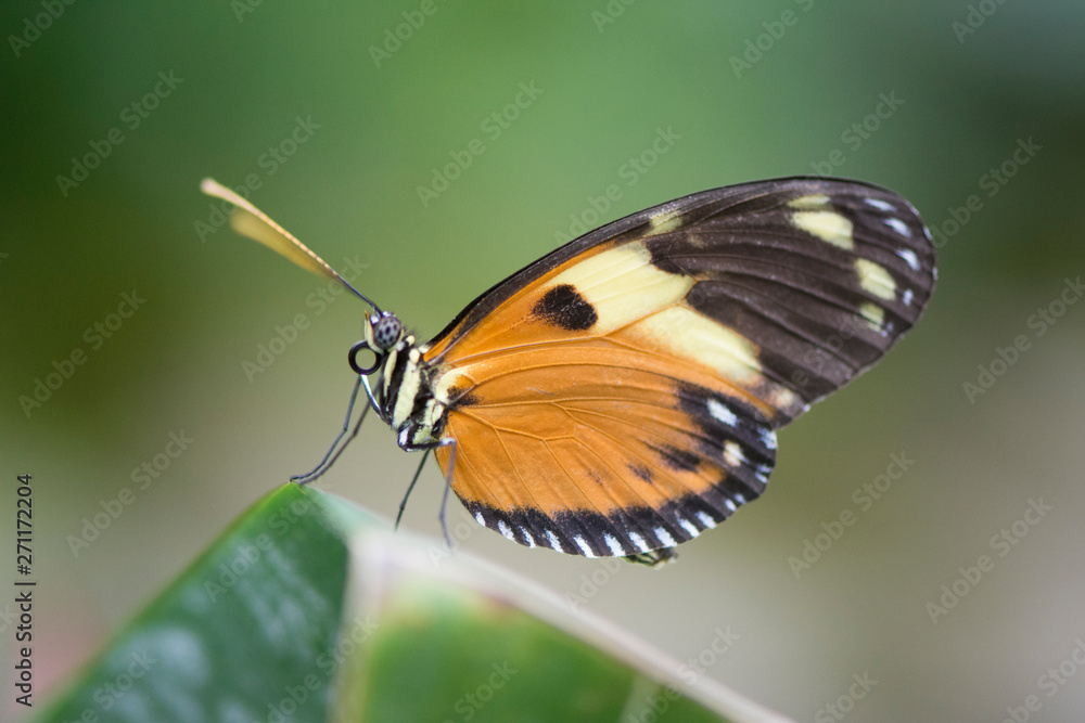 Obraz premium Butterfly 2019-33 / Tiger Longwing (Heliconius Hecale)