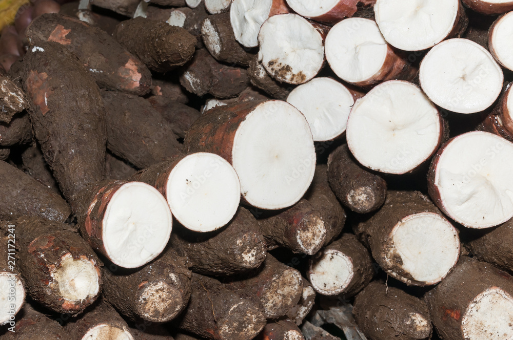 Cassava raw tuber - Manihot esculenta Cassava raw tuber - Manihot esculenta