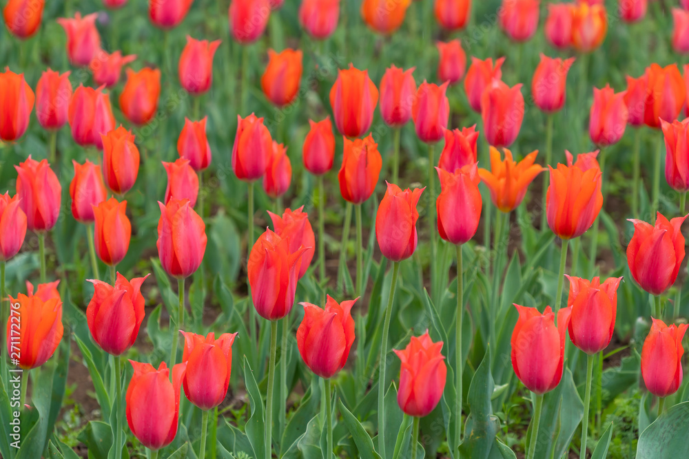 Beautiful tulip flowers is a veritable Eden in Indira Gandhi Memorial Tulip Garden Srinagar is Asia’s largest such garden at Srinagar, Jammu and Kashmir, India Beautiful tulip flowers is a veritable Eden in Indira Gandhi Memorial Tulip Garden Srinagar is Asia’s largest such garden at Srinagar, Jammu and Kashmir, India
