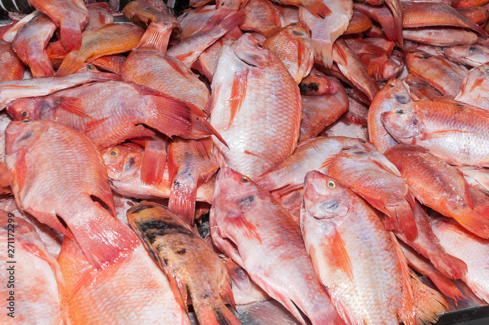 fish, red tilapia or red mojarra (Oreochromis)