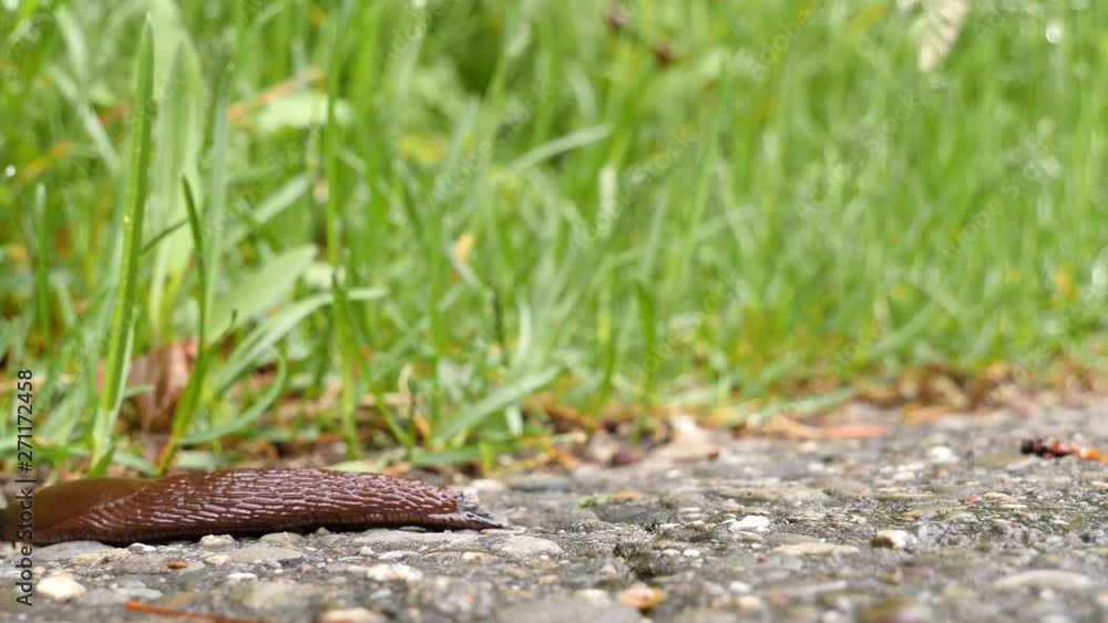 A black, brown slug creeps from the left and exiting the frame on the right. Close up shot, very fast, time lapse shot. A black, brown slug creeps from the left and exiting the frame on the right. Close up shot, very fast, time lapse shot.