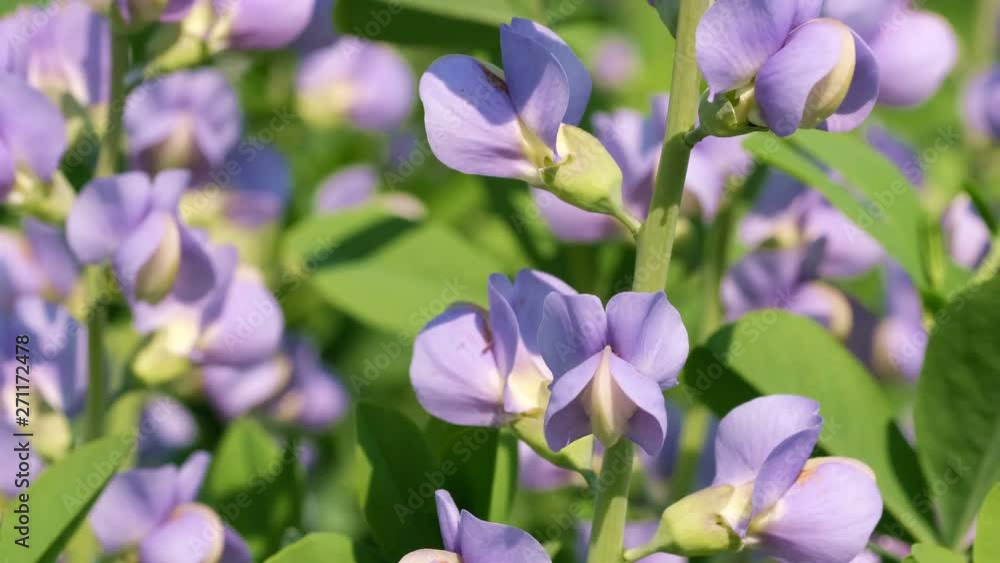 Herbaceous poisonous plant lupins from the family of buttercup family sunny summer day video close-up Herbaceous poisonous plant lupins from the family of buttercup family sunny summer day video close-up
