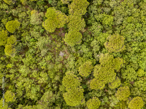 Mixed forest aerial view