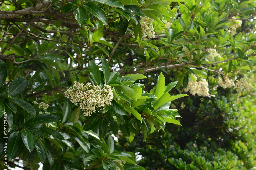 Sweet Viburnum (Viburnum odoratissimum) is used for fire trees because it contains a lot of moisture. Sweet Viburnum (Viburnum odoratissimum) is used for fire trees because it contains a lot of moisture.