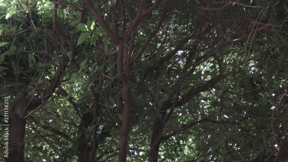 A View from under the Tree looking above seeing Branches Leafs and the Bright Bight trying to pass thru A View from under the Tree looking above seeing Branches Leafs and the Bright Bight trying to pass thru