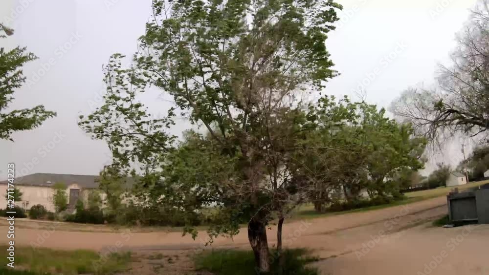 Tree blow in the wind before a storm. ( 4k footage ) Tree blow in the wind before a storm. ( 4k footage )