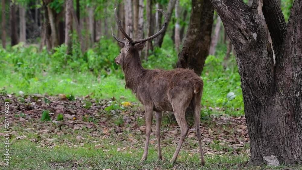 The Eld's Deer is an Endangered species due to habitat loss and hunting; friendly and approachable by a safe distance, it likes to hang around and allow people to admire its beauty. The Eld's Deer is an Endangered species due to habitat loss and hunting; friendly and approachable by a safe distance, it likes to hang around and allow people to admire its beauty.