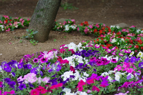 飛鳥山公園の花壇に咲く花