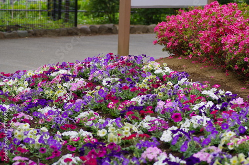 Wallpaper Mural 飛鳥山公園の花壇に咲く花 Torontodigital.ca