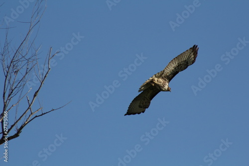 Hawk in flight