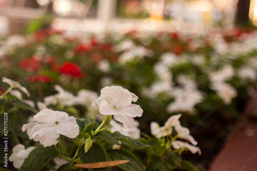 Flowers garden