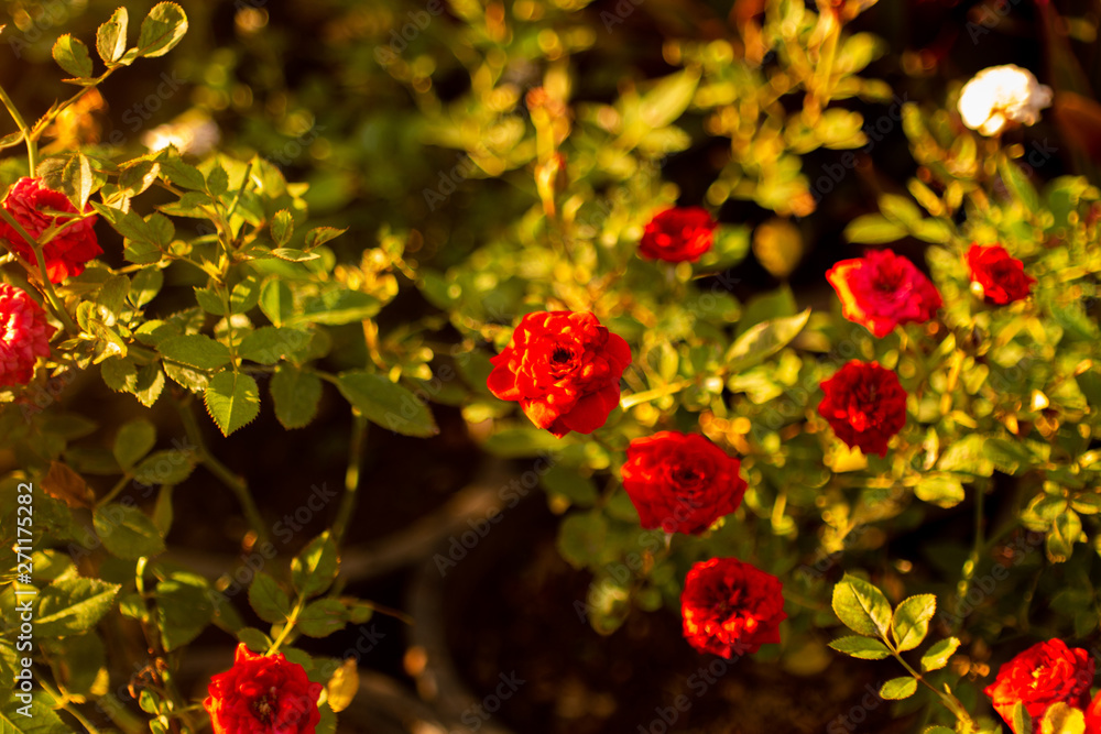 Portulaca grandiflora Hook.f Portulaca grandiflora Hook.f