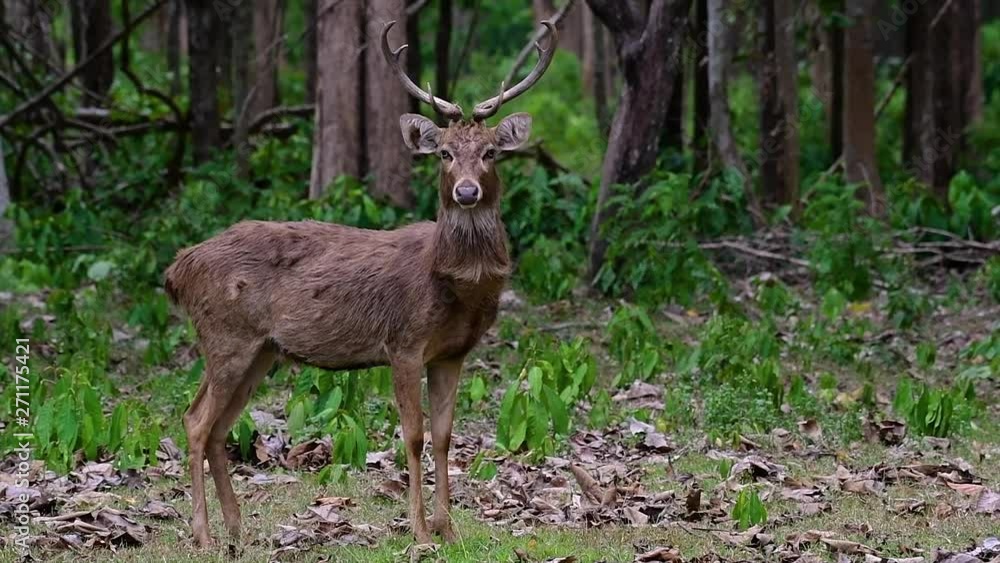The Eld's Deer is an Endangered species due to habitat loss and hunting; friendly and approachable by a safe distance, it likes to hang around and allow people to admire its beauty. The Eld's Deer is an Endangered species due to habitat loss and hunting; friendly and approachable by a safe distance, it likes to hang around and allow people to admire its beauty.