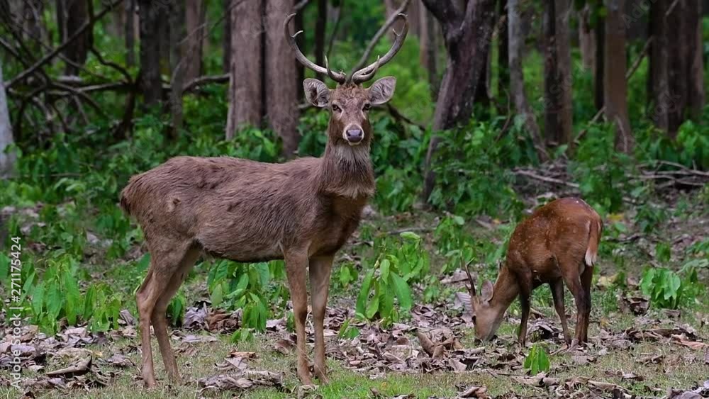The Eld's Deer is an Endangered species due to habitat loss and hunting; friendly and approachable by a safe distance, it likes to hang around and allow people to admire its beauty.