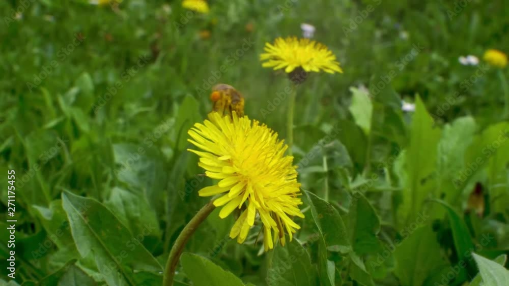 Bee flies on yellow dandelion and starts gathering pollen for nectar or honey Bee flies on yellow dandelion and starts gathering pollen for nectar or honey
