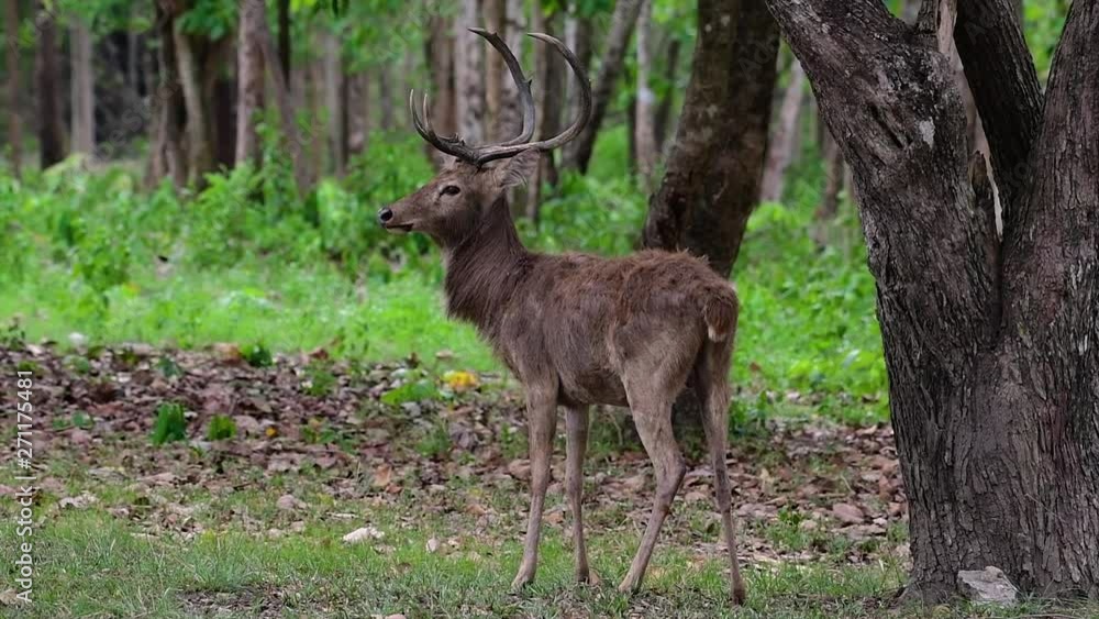 The Eld's Deer is an Endangered species due to habitat loss and hunting; friendly and approachable by a safe distance, it likes to hang around and allow people to admire its beauty. The Eld's Deer is an Endangered species due to habitat loss and hunting; friendly and approachable by a safe distance, it likes to hang around and allow people to admire its beauty.