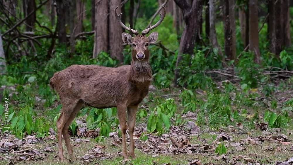 The Eld's Deer is an Endangered species due to habitat loss and hunting; friendly and approachable by a safe distance, it likes to hang around and allow people to admire its beauty. The Eld's Deer is an Endangered species due to habitat loss and hunting; friendly and approachable by a safe distance, it likes to hang around and allow people to admire its beauty.