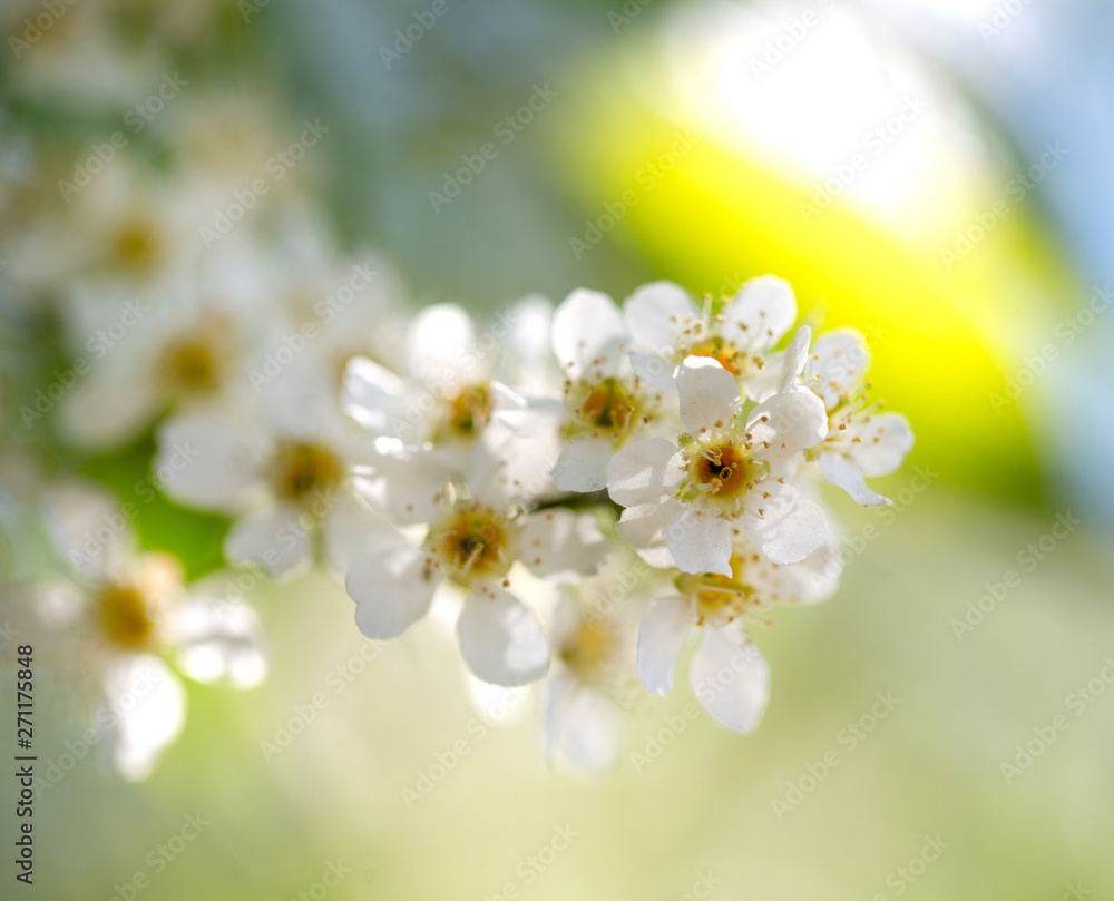 Fototapeta premium Cherry blossom, white flowers in spring