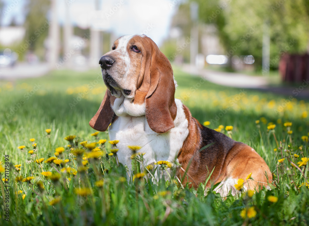 Basset hound, dog on the background of summer flowers and green grass for a walk