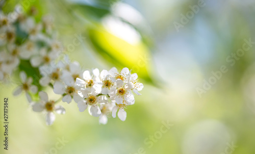 Cherry blossom, white flowers in spring © TrapezaStudio
