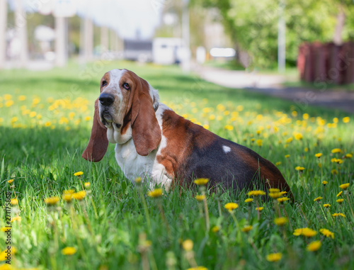 Basset hound, dog on the background of summer flowers and green grass for a walk