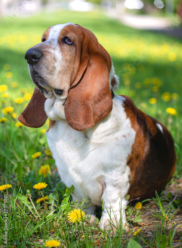 Basset hound, dog on the background of summer flowers and green grass for a walk