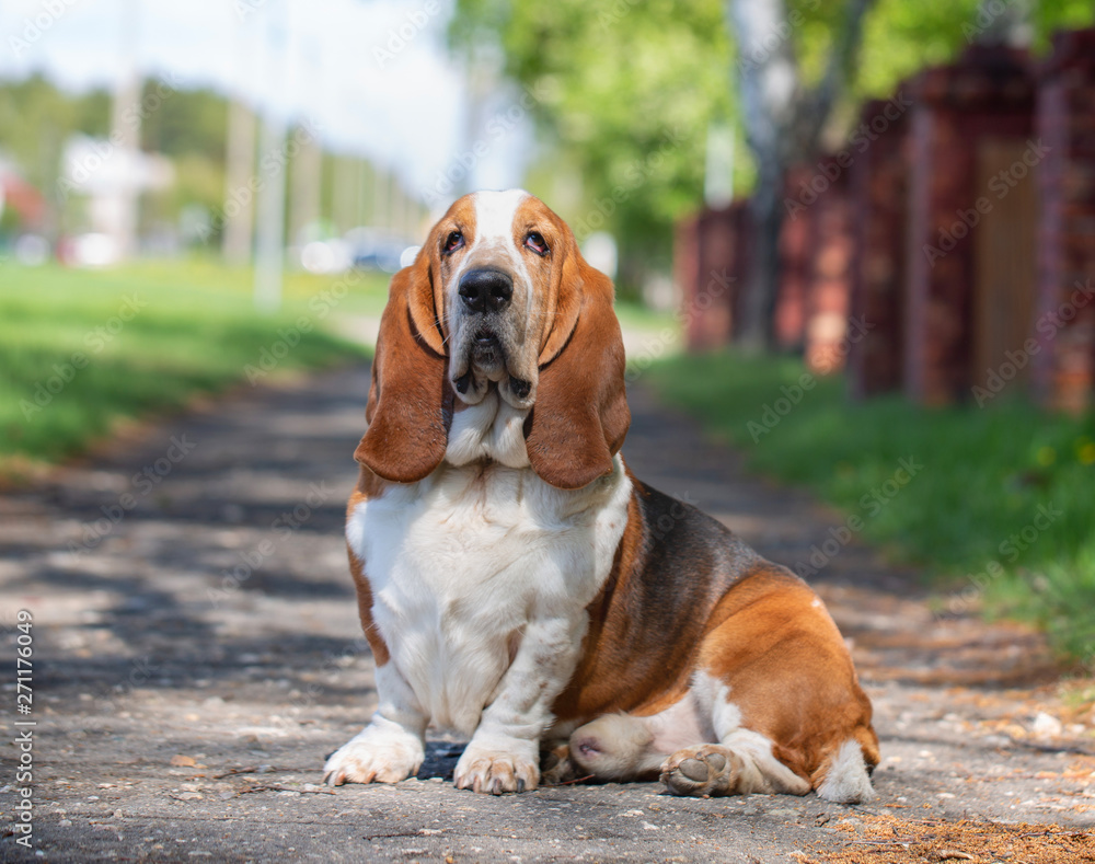 Basset hound, dog on the background of summer flowers and green grass for a walk Basset hound, dog on the background of summer flowers and green grass for a walk