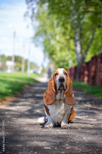 Basset hound, dog on the background of summer flowers and green grass for a walk