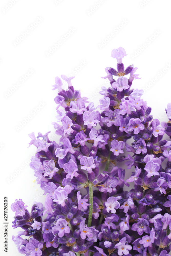 flowers of lavender on a white background flowers of lavender on a white background