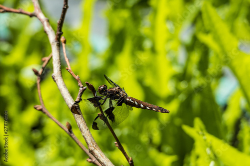 one black striped winged dragonfly resting on the tip of a twig in the garden with blurry green background under the sun