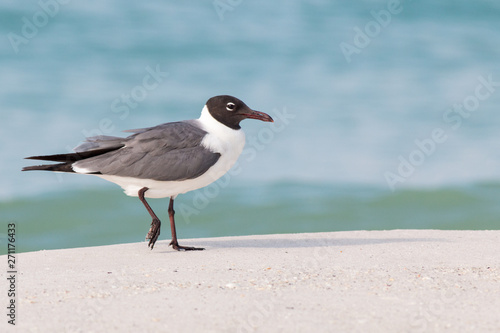 Seagull  Laughing gull walking on a white sandy beach.