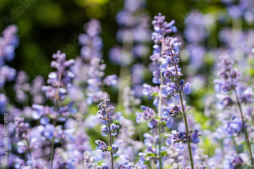 beautiful purple Salvia flowers blooming under the sun in the garden