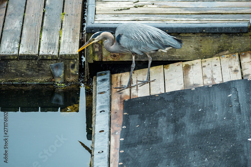 one great blue heron standing on the edge of wooden boat platform seeking for fish swim by