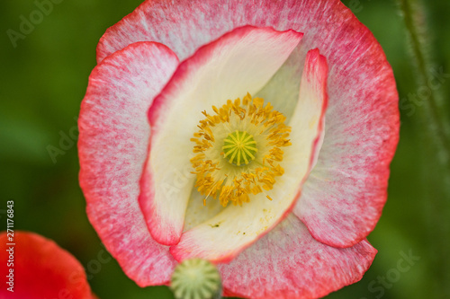close up of single beautiful pink poppy flower with green background top view