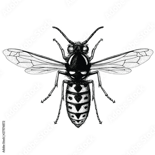 Illustration of a German Wasp (Vespula Germanica) in a etched style