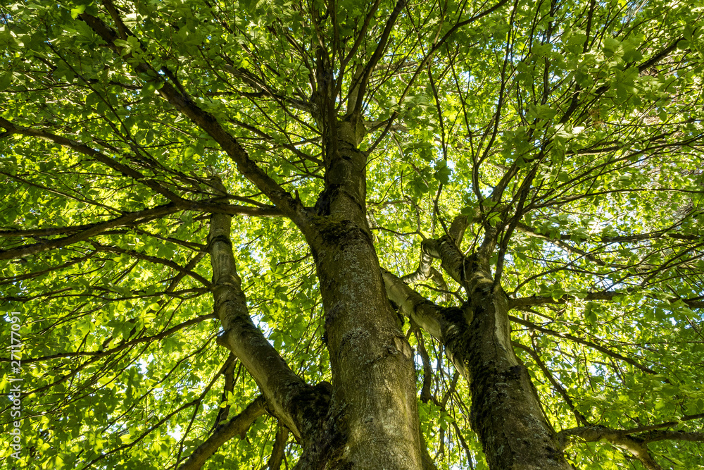 tree with two thick split trunk and dense branches covered with green leaves under blue sky on a sunny day in the park