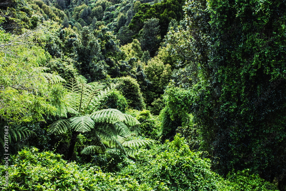 Background image of a native New Zealand Forest