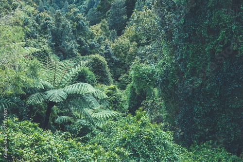 Background image of a native New Zealand Forest