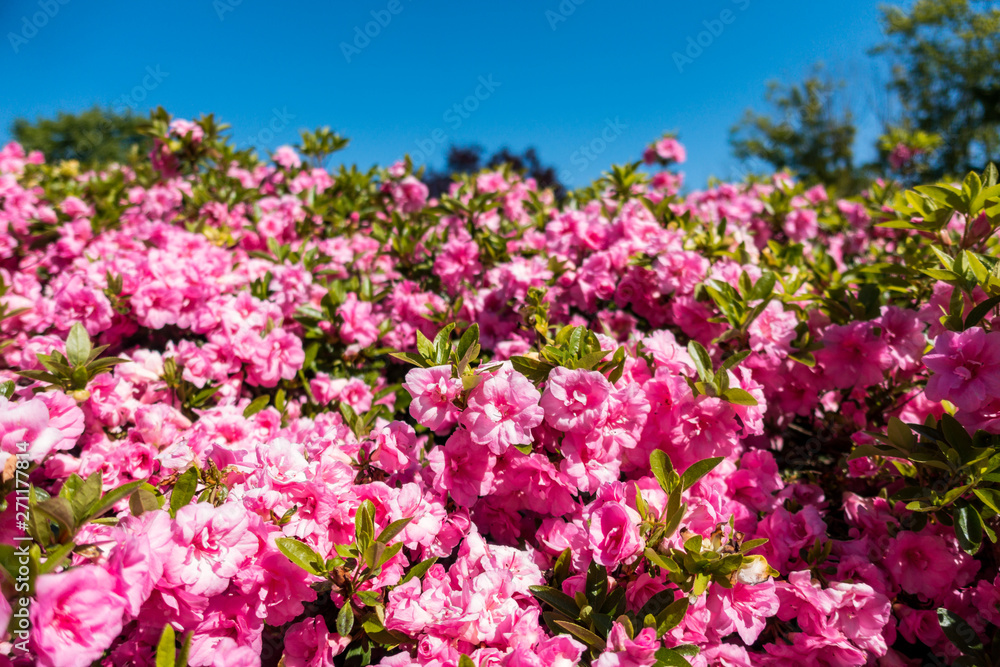 bushes in the park filled with beautiful pink flowers blooming under the blue sky
