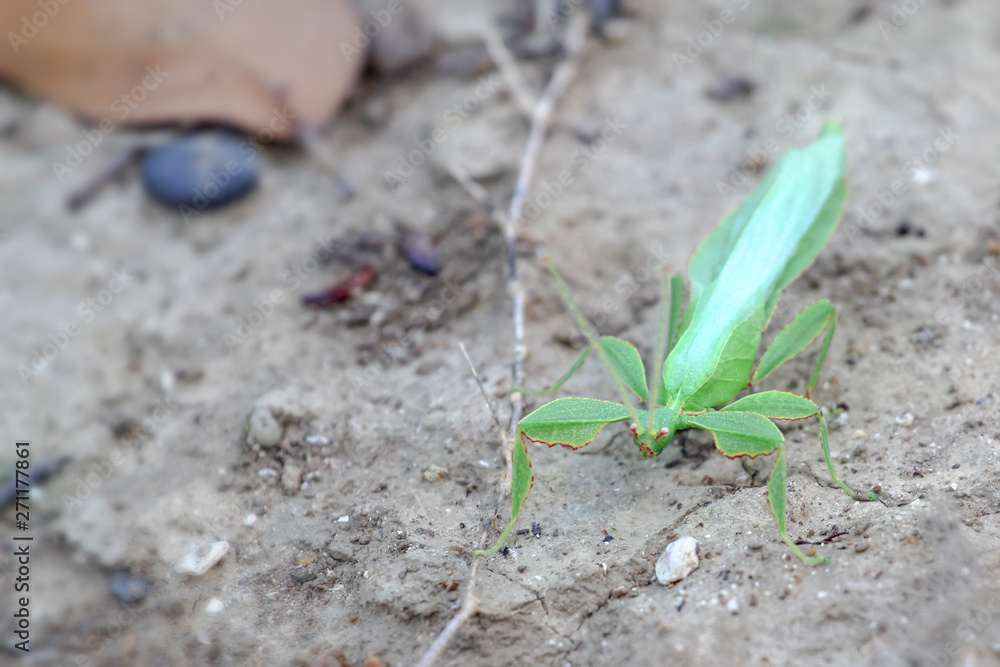 Leaf Insect on the leaves and the natural background. Leaf Insect on the leaves and the natural background.
