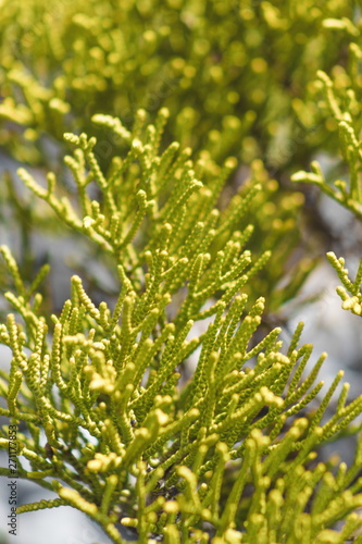 Fotografi Hebe armstrongii is a bushy whipcord hebe with slender upright branches endemic to New Zealand