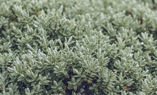 Close up image of Veronica Topiaria Leaves, a native New Zealand Hebe.
