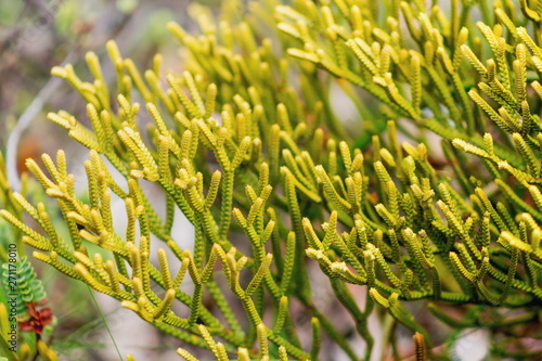 Hebe armstrongii is a bushy whipcord hebe with slender upright branches endemic to New Zealand.