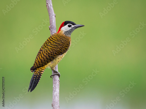 Spot-breasted Woodpecker - Colaptes punctigula photo