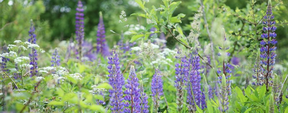 Obraz premium Blue lupines flowering in the meadow. Blooming wild flowers lupine.