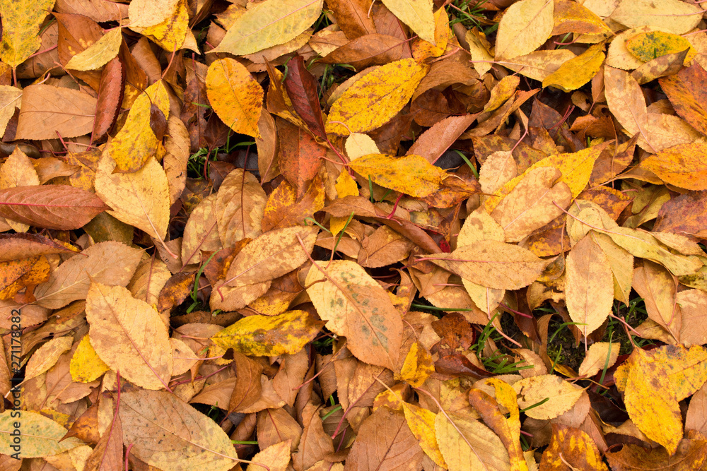 A lot of yellowed leaves on the ground. Background of fallen leaves. The concept of the onset of autumn A lot of yellowed leaves on the ground. Background of fallen leaves. The concept of the onset of autumn